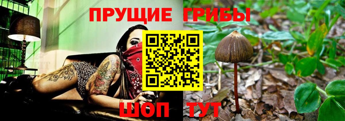 Псилоцибиновые грибы Psilocybine cubensis Сердобск